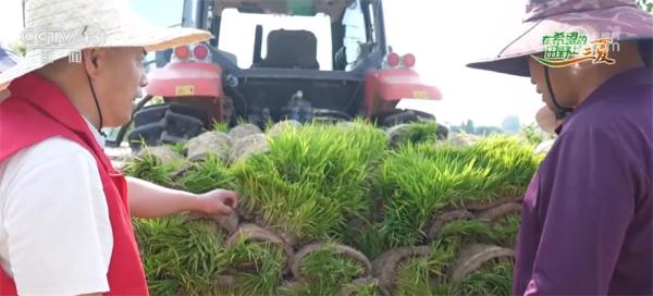 水稻夏种正在进行 多种种植模式为秋粮丰收奠定基础