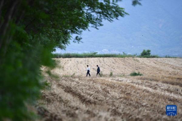 秦岭脚下的父子农田“大管家”