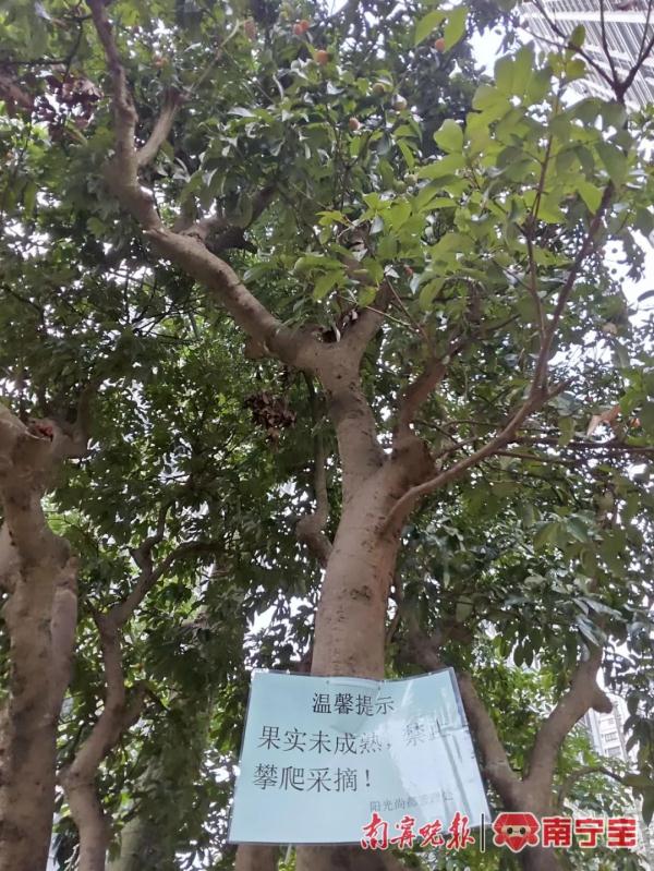 小区果树上果子熟了,业主能不能自行采摘?听听律师怎么说 小区果树上果子熟了,业主能不能自行采摘?听听律师怎么说