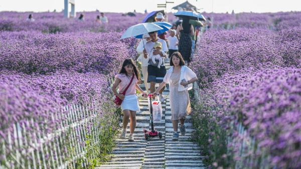 夏日花海 夏日花海