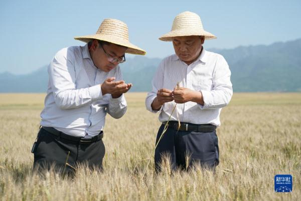 秦岭脚下的父子农田“大管家”