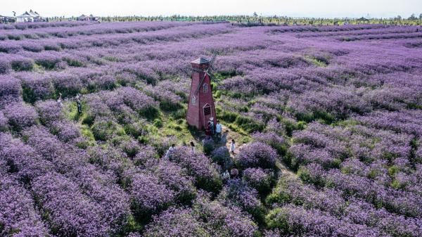 夏日花海 夏日花海