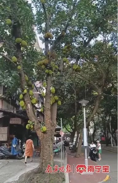 小区果树上果子熟了,业主能不能自行采摘?听听律师怎么说 小区果树上果子熟了,业主能不能自行采摘?听听律师怎么说