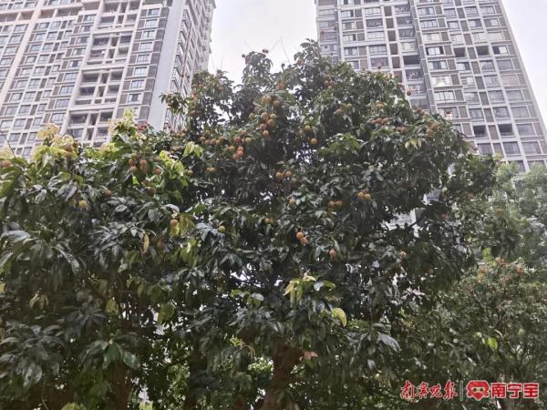 小区果树上果子熟了,业主能不能自行采摘?听听律师怎么说 小区果树上果子熟了,业主能不能自行采摘?听听律师怎么说