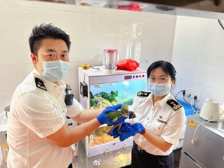 旅客携80余枚濒危亚马逊鹦鹉蛋闯关被截机场查获82枚亚马逊鹦鹉蛋属濒危物种！