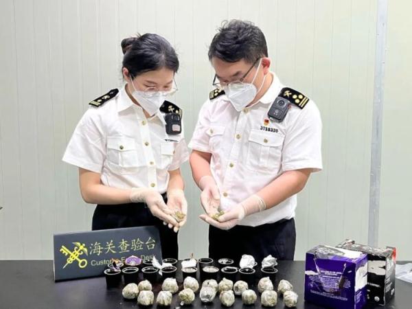 泉州海关查获大麻干植，总重187克