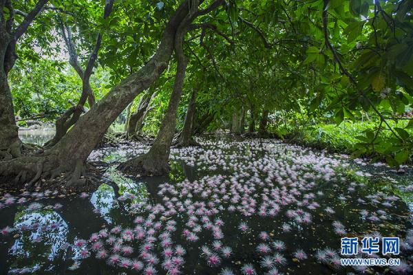 海南儋州：玉蕊娇艳盛开