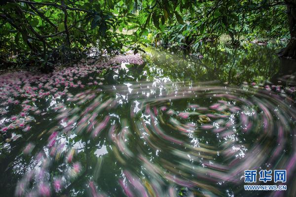 海南儋州：玉蕊娇艳盛开