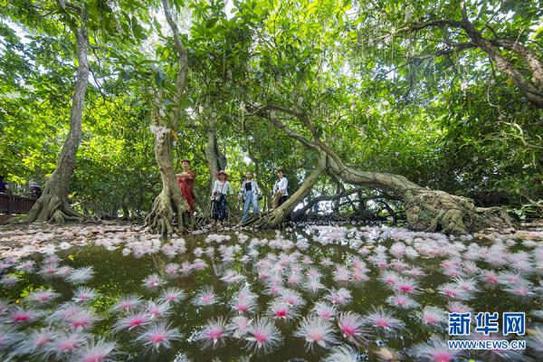 海南儋州：玉蕊娇艳盛开