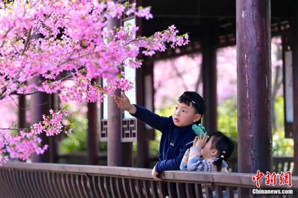 中国人为何这么爱赏花？