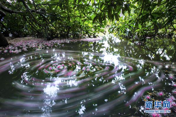 海南儋州：玉蕊娇艳盛开