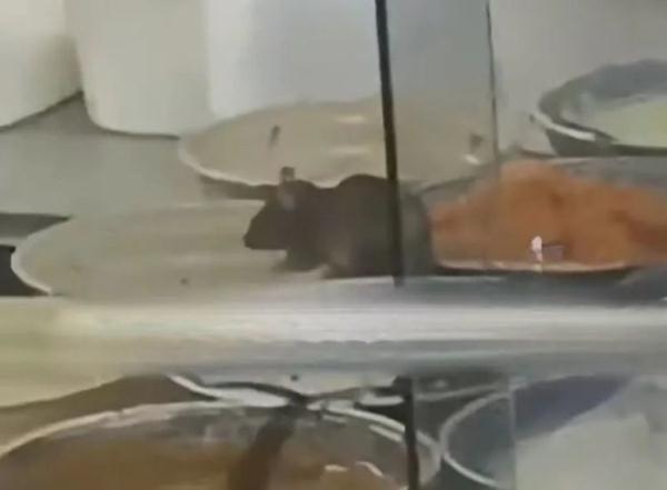 承认道歉!服务区菜盆惊现老鼠,官方通报:停业整顿并立案调查 承认道歉!服务区菜盆惊现老鼠,官方通报:停业整顿并立案调查