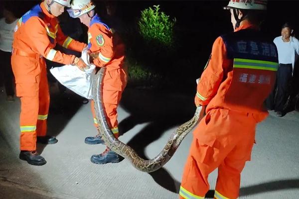 蛇蛇蛇！一幼儿园旁发现2.8米长眼镜王蛇！还有30枚蛇蛋......