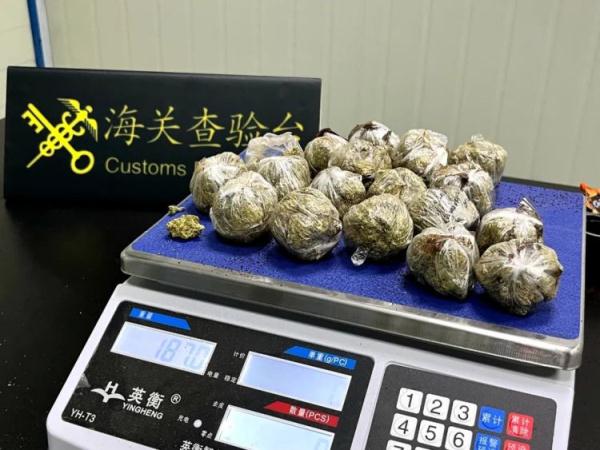 泉州海关查获大麻干植，总重187克