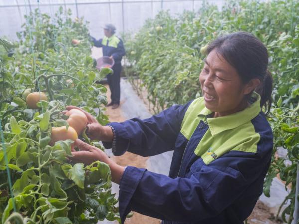 陕西神木乡村振兴见闻：村企结对强产业　工农融合促振兴