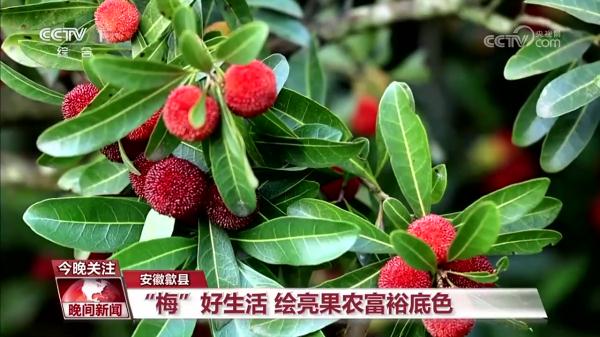 奔跑的“三夏”·瞰丰收 奔跑的“三夏”·瞰丰收