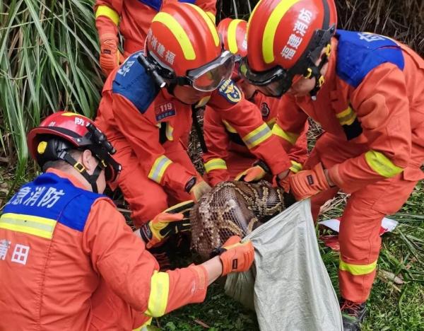 蛇蛇蛇！一幼儿园旁发现2.8米长眼镜王蛇！还有30枚蛇蛋......