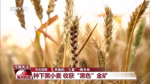 奔跑的“三夏”·瞰丰收 奔跑的“三夏”·瞰丰收