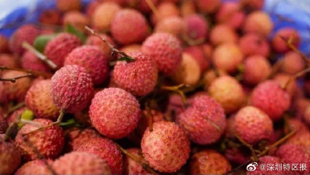 甜蜜来袭!宝安黄田荔枝进入最佳赏味期 甜蜜来袭!宝安黄田荔枝进入最佳赏味期