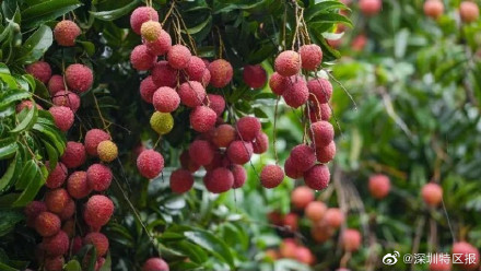 甜蜜来袭!宝安黄田荔枝进入最佳赏味期 甜蜜来袭!宝安黄田荔枝进入最佳赏味期