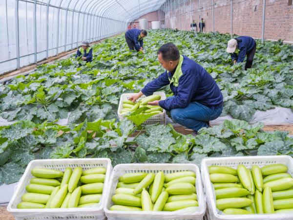 陕西神木乡村振兴见闻：村企结对强产业　工农融合促振兴