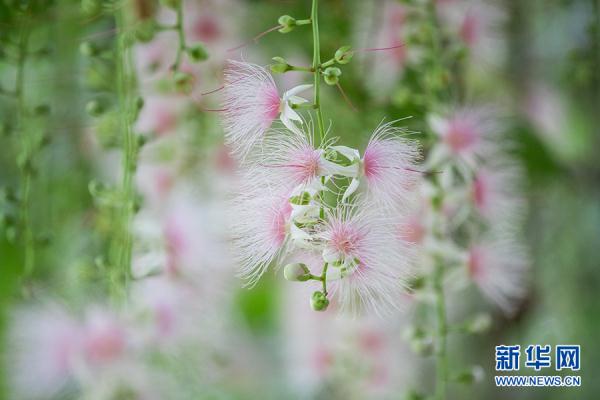 海南儋州：玉蕊娇艳盛开