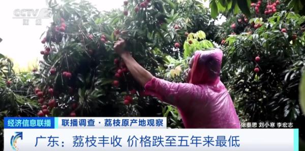 “妃子笑”每斤快跌至3元，荔枝价格打下来了