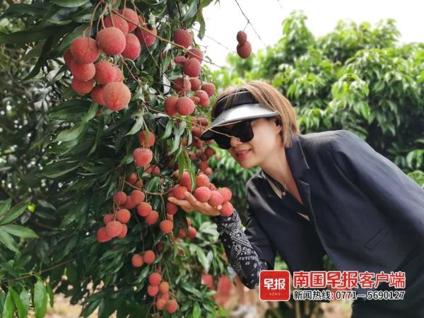 荔枝红了！广西这里50多种荔枝等你来摘，快冲！