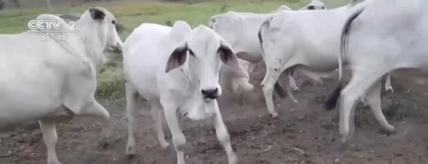 千余头牛死亡!巴西多地遭遇极端天气 农牧业受冲击 千余头牛死亡!巴西多地遭遇极端天气 农牧业受冲击