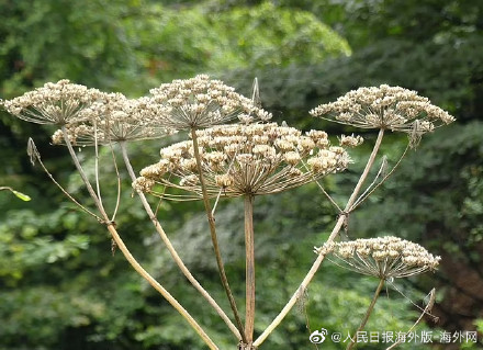 英国女子出门遛狗误触有毒植物 脸肿成“天线宝宝”