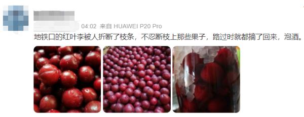 近期杭州街边大量出现此物！居然摆有人捡来泡…