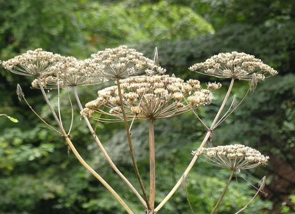 英国女子出门遛狗误触有毒植物 脸肿成“天线宝宝”
