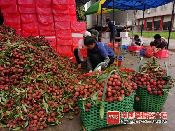 荔枝红了！广西这里50多种荔枝等你来摘，快冲！