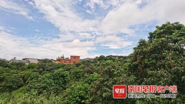 荔枝红了！广西这里50多种荔枝等你来摘，快冲！