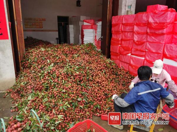 荔枝红了！广西这里50多种荔枝等你来摘，快冲！
