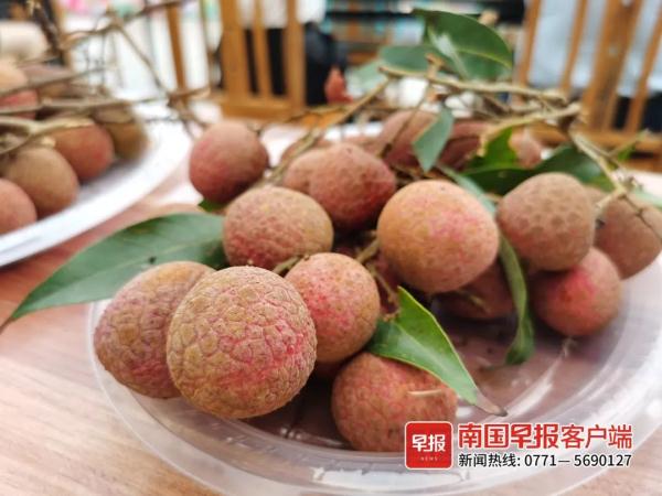 荔枝红了！广西这里50多种荔枝等你来摘，快冲！