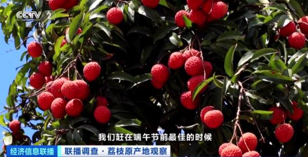 “妃子笑”每斤快跌至3元，荔枝价格打下来了