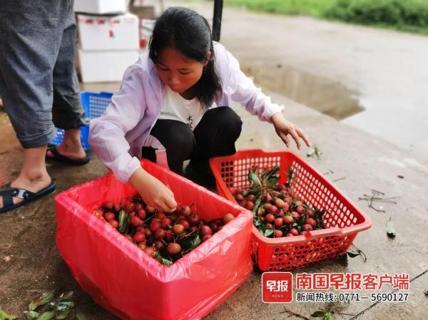 荔枝红了！广西这里50多种荔枝等你来摘，快冲！