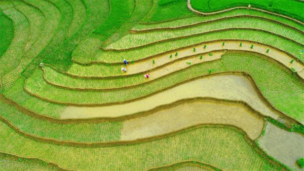 盘州：抢抓农时插秧忙 乡村景色美如画