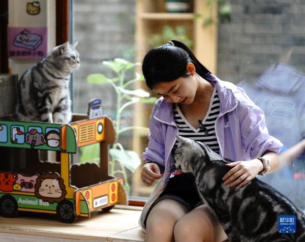 把兴趣变成事业——猫咖创业者和她的37只猫