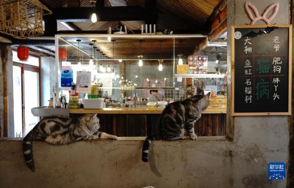 把兴趣变成事业——猫咖创业者和她的37只猫