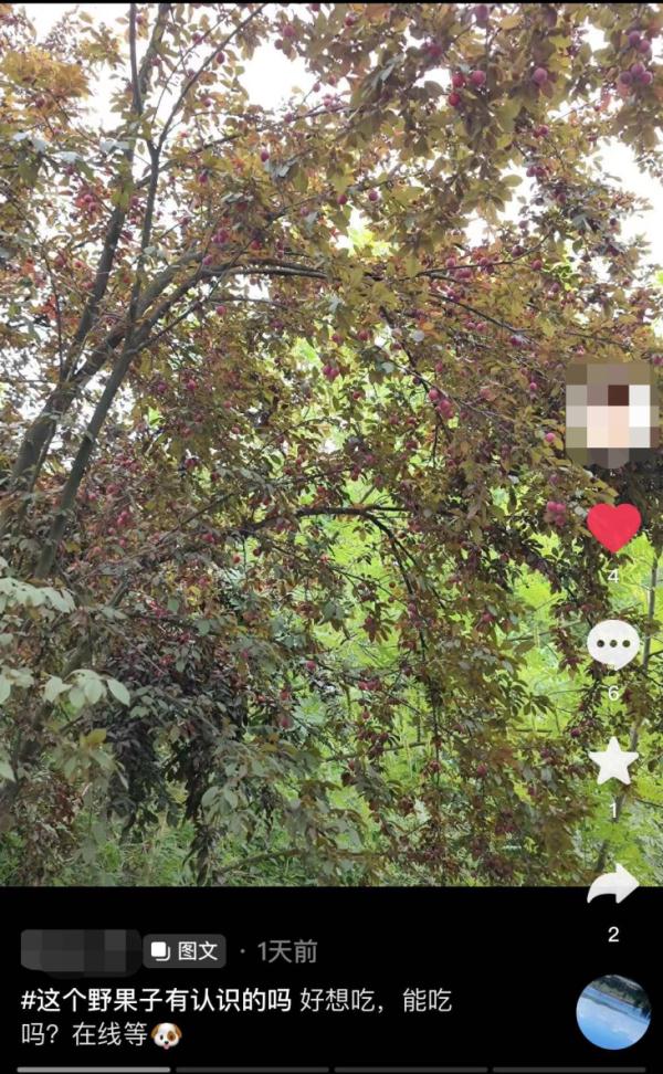 有危险!杭州街边,有人在捡这种果子吃!紧急提醒…… 有危险!杭州街边,有人在捡这种果子吃!紧急提醒……