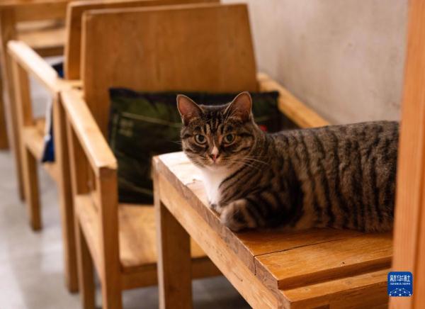 把兴趣变成事业——猫咖创业者和她的37只猫