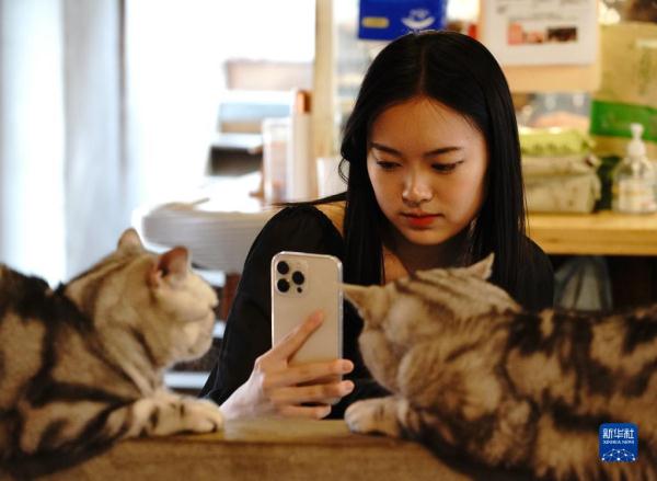 把兴趣变成事业——猫咖创业者和她的37只猫