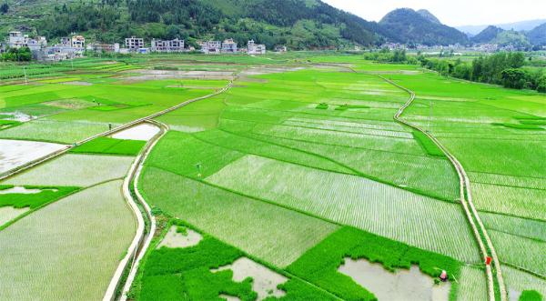 盘州：抢抓农时插秧忙 乡村景色美如画