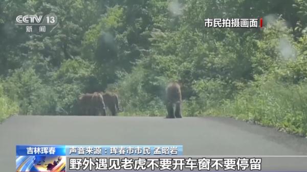 传说中的“拦路虎” 吉林珲春市民驾车偶遇东北虎一家