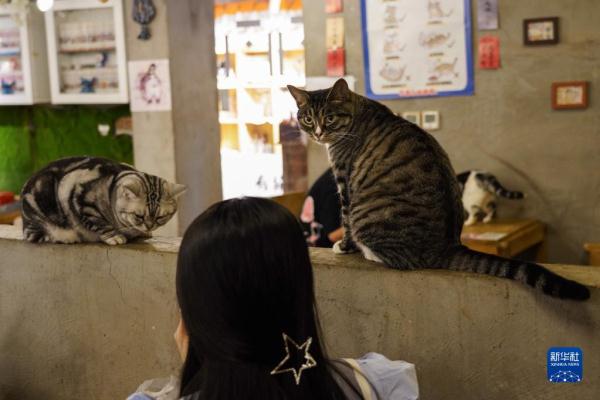 把兴趣变成事业——猫咖创业者和她的37只猫
