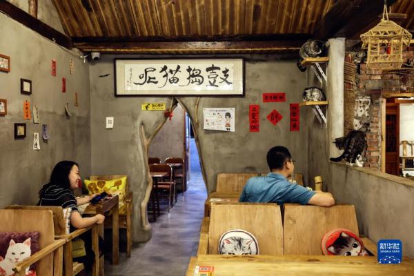 把兴趣变成事业——猫咖创业者和她的37只猫
