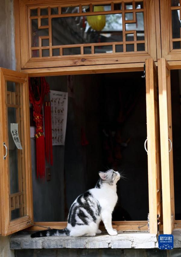 把兴趣变成事业——猫咖创业者和她的37只猫