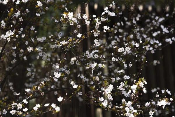 有危险!杭州街边,有人在捡这种果子吃!紧急提醒…… 有危险!杭州街边,有人在捡这种果子吃!紧急提醒……